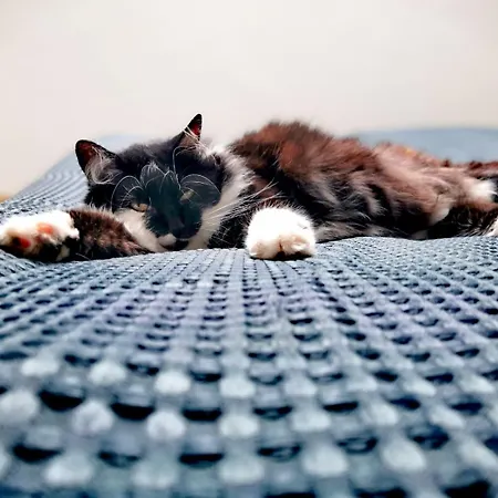 Couette-café Sous Les Toits Dosches