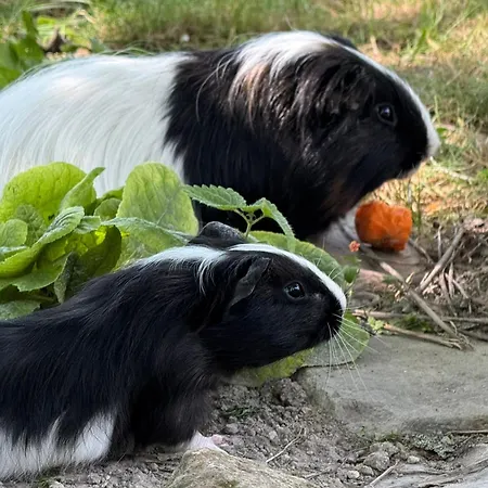 Sous Les Toits Couette-café *