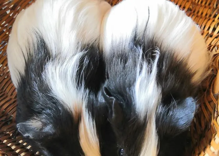 Sous Les Toits Bed & Breakfast Dosches